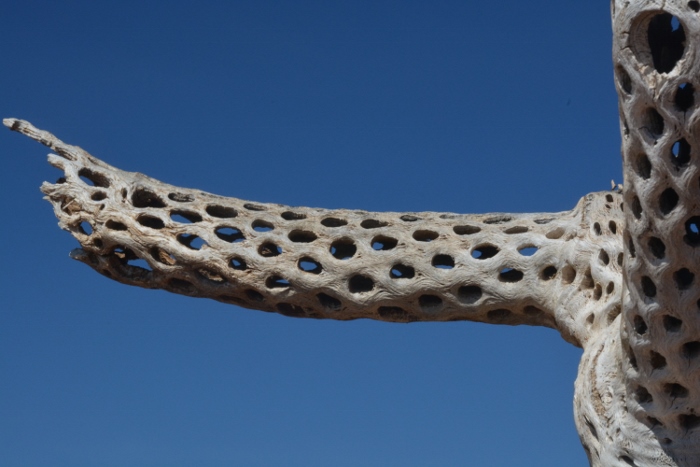 dead cholla limb